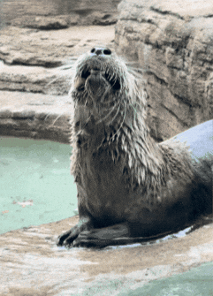 Sweet Potato Eating GIF by John Ball Zoo