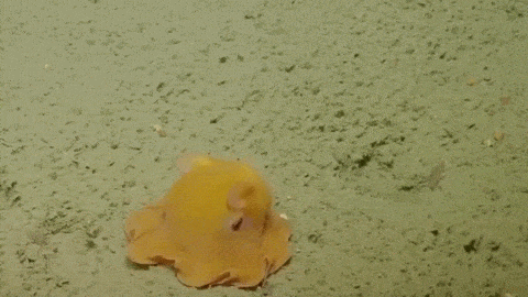 octopus GIF