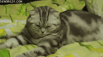 sleepy cat GIF by Cheezburger