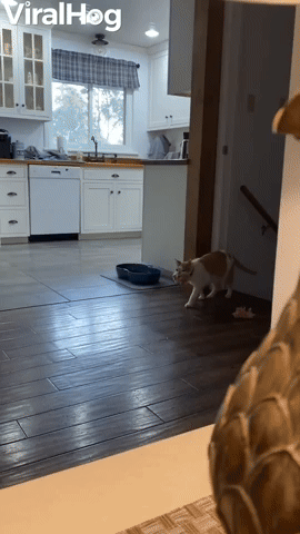 Kleptomaniac Cat Caught Collecting Home Insulation