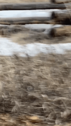 The Road Funny Animals GIF by Storyful