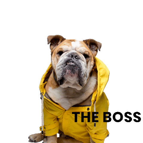 max-bone giphyupload bulldog max-bone Sticker