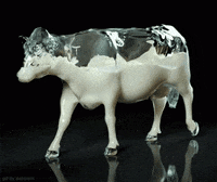 cow GIF