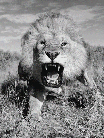 3d lion GIF