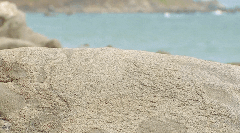 bachelorinparadise giphyupload season 4 intro opening GIF