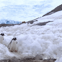 Friends Snow GIF by PONANT
