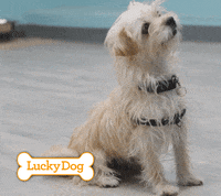 Dogs Love GIF by cbsluckydog