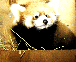 tired red panda GIF