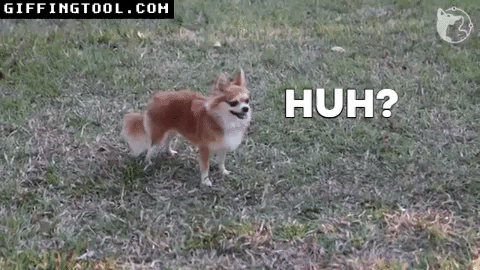 giphyupload GIF