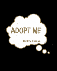 Adopt Help Me GIF by HDBnQ Rescue