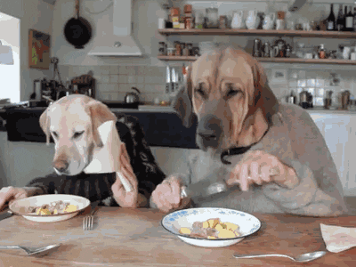 dog human eating GIF