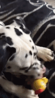 Dalmatian Sings With Operatic Vibrato