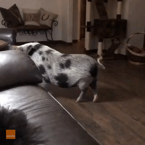 Adorable Pig Loves to Help Around The House