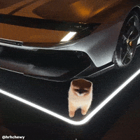 Pomeranian Happy Dog GIF