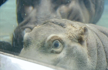 baby hippo GIF by San Diego Zoo
