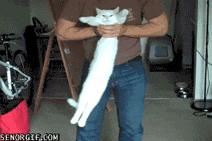 cat swaying GIF by Cheezburger