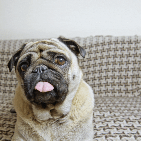 Dog Food Dinner GIF by Diamond Pet Foods