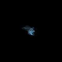 loop processing GIF by bigblueboo