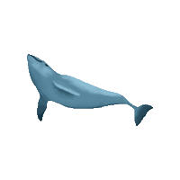 CoalitionCleanBaltic ccb baltic sea harbour porpoise baltic harbour porpoise Sticker