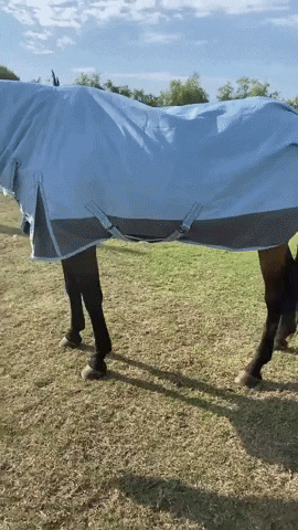 prohorse giphyupload GIF