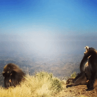 Gelada Baboons Survey Ethiopia From Simien Mountains