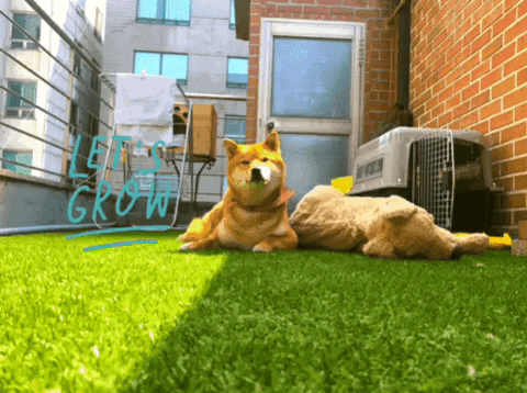 bbomme shibainu soba GIF