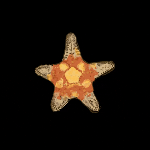 Sea Star GIF by National Parks Board