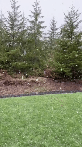 Snow Comes Down on Northwest Washington