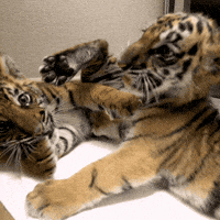 San Diego Love GIF by San Diego Zoo Wildlife Alliance