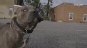 viceland GIF by Payday