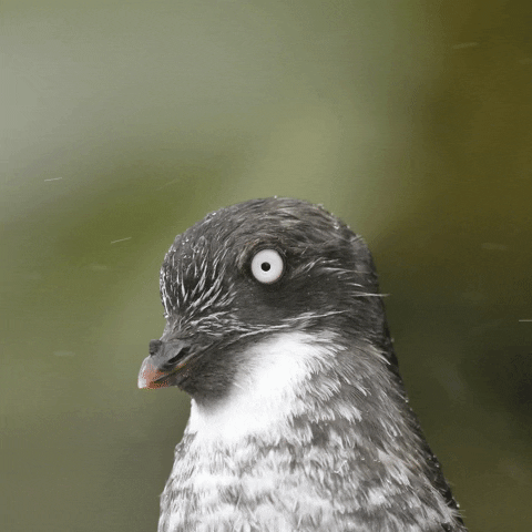 Bird Spin GIF by U.S. Fish and Wildlife Service