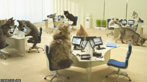 cat office GIF by Cheezburger