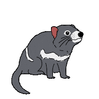 Snow Wildlife Sticker by Tasmania