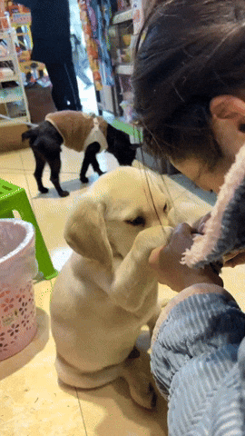 cuteanimalland giphyupload GIF
