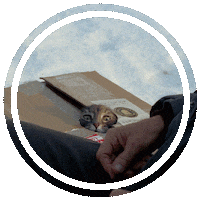 Tom Hanks Cat Sticker by Sony Pictures