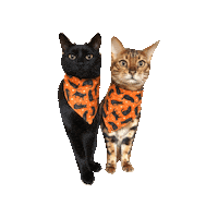 Black Cat Sticker by Geekster Pets