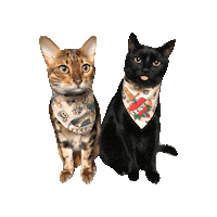 Black Cat Cats Sticker by Geekster Pets