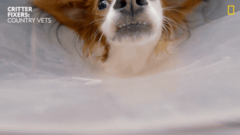 National Geographic Love GIF by Nat Geo Wild