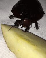 Giant Cockroach Enjoys Apple Slice
