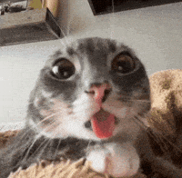 Cat Staring GIF