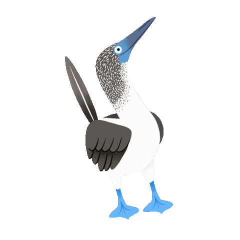 laurasotomiranda birds booby lausoto laudraws Sticker