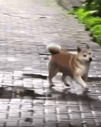 Happy Dog GIF by Respective