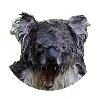 koala mean STICKER by imoji
