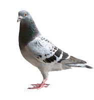 Carrier Pigeon Sticker