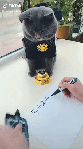 cuteanimalland giphyupload GIF