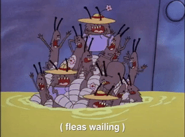 nicksplat GIF