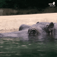 Water Dive GIF by Zoo Berlin