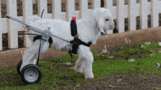 snow goat GIF by chuber channel