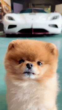 hrhchewy dog focused chewy chewy aka kroshka GIF