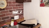 Tiny Baby Bat Spotted in a Kitchen
